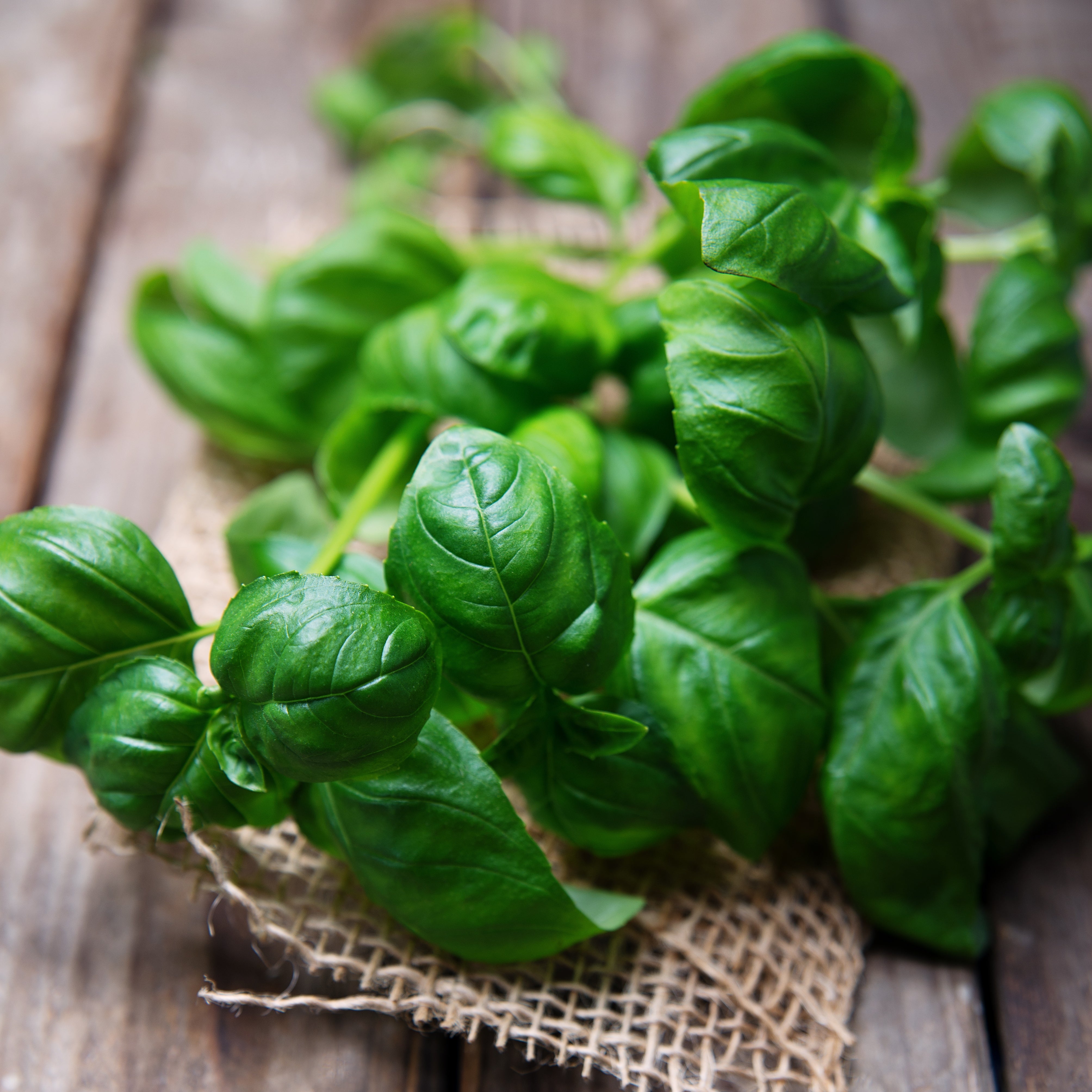 Bulk Basil Seeds Buy in Bulk Save Bulk Seed Store