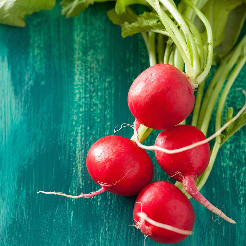 Bulk Red Arrow Sprouting Radish Seeds