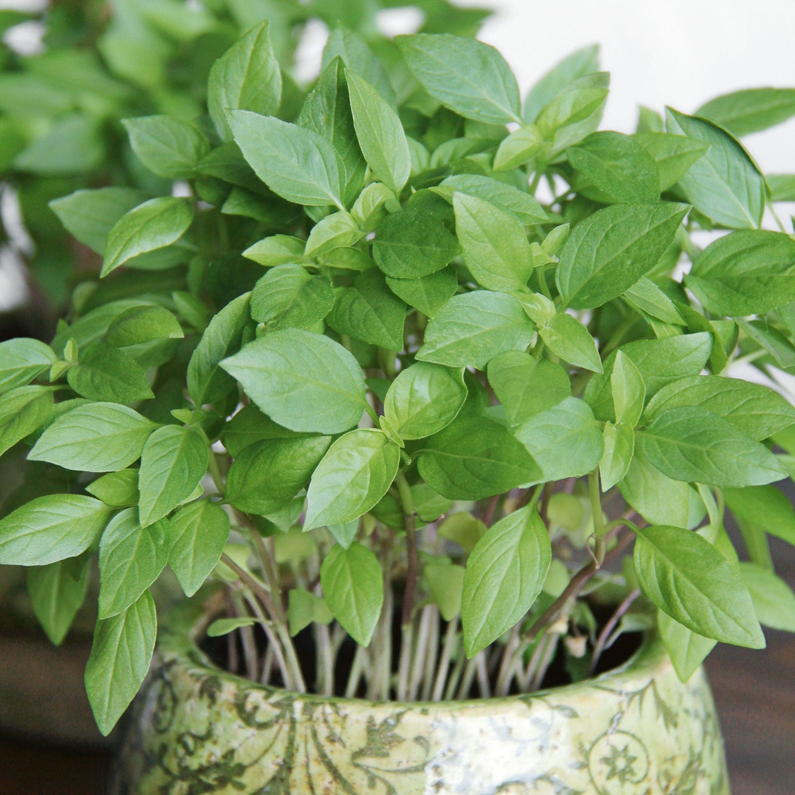 Organic Basil Seeds Thai Herb Seeds in Packets Bulk Bulk