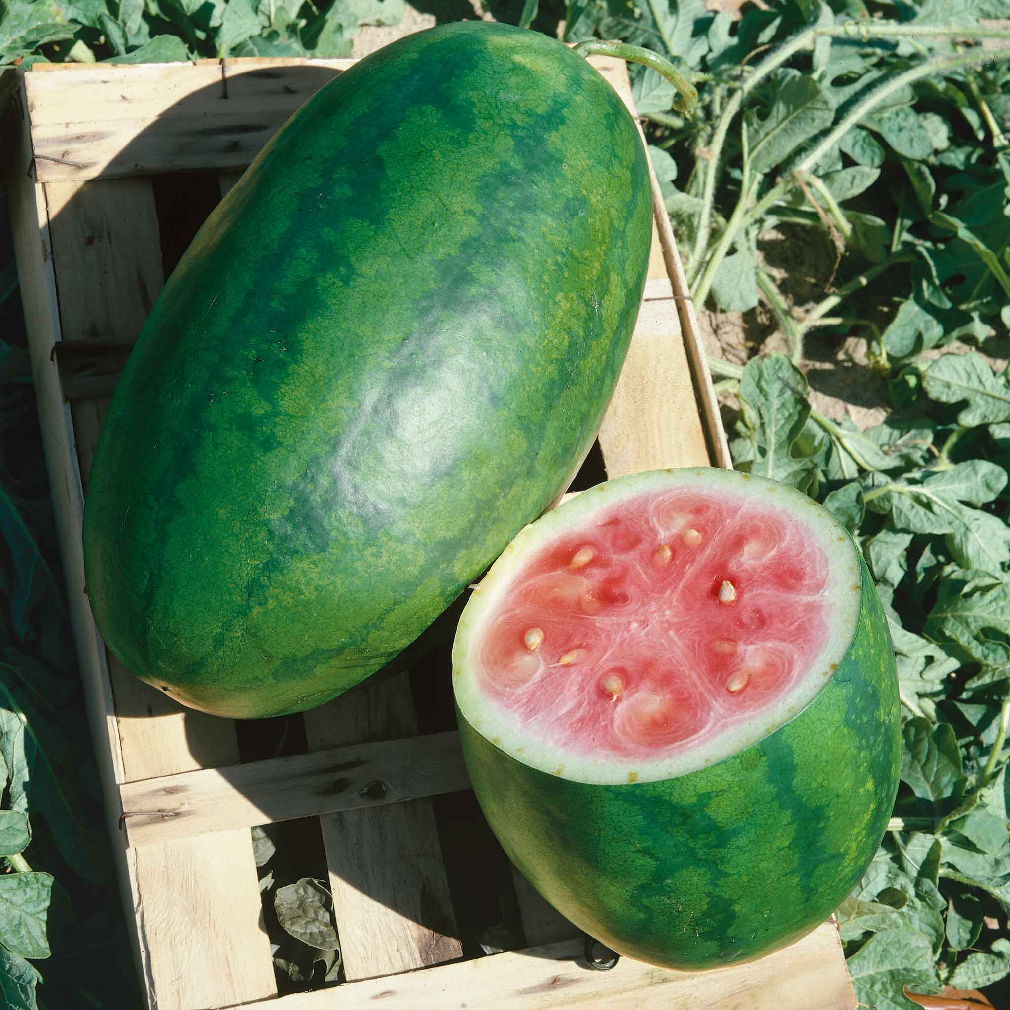 Bulk Watermelon Seeds Congo Bulk Seed Store