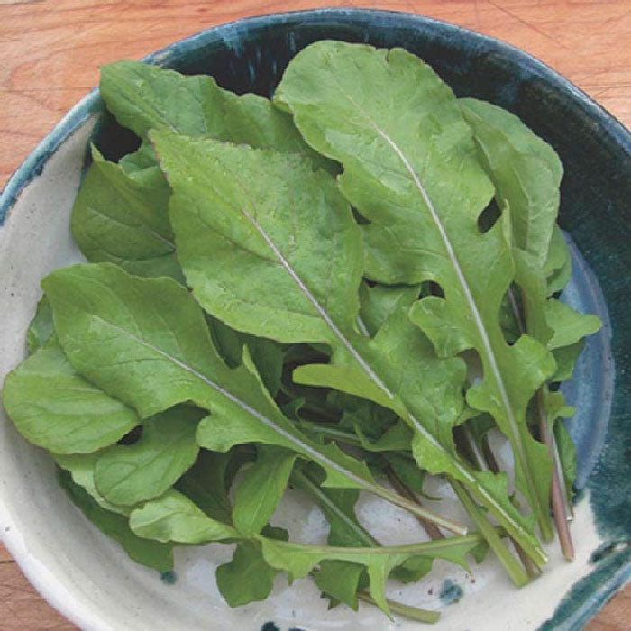 Arugula Dried Cut Leaves Spice King Garden Rocket Eruca vesicaria 20 g 0.70  oz