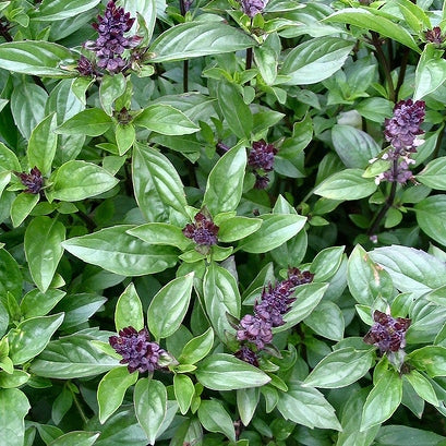 Bulk Basil Seeds Cinnamon