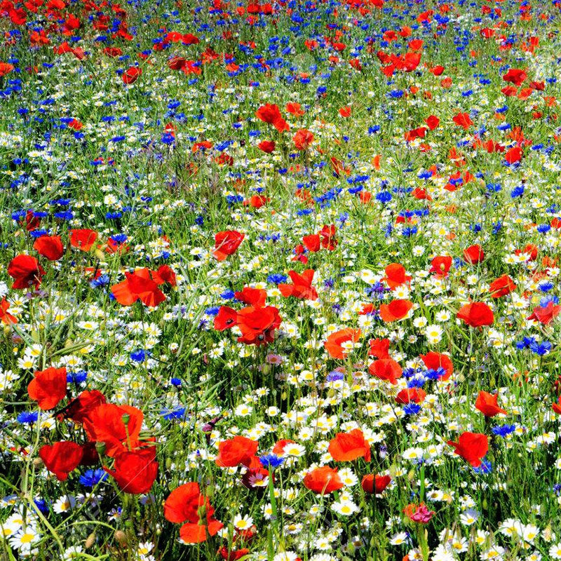 Colorado Wildflower Seed Mix