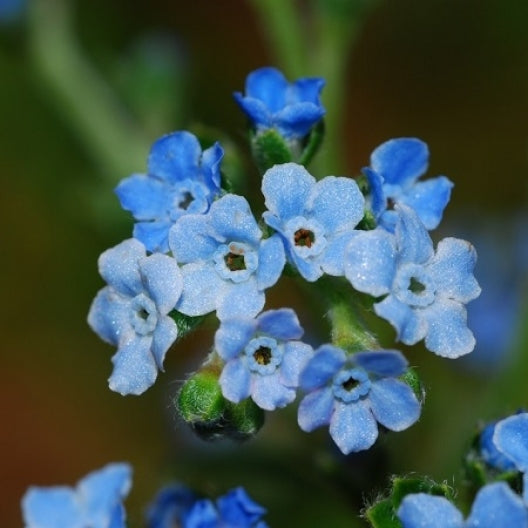 Forget-me-not Seeds