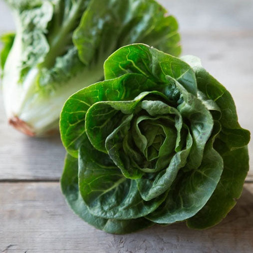 How to Grow Little Gem Lettuce from Seed 