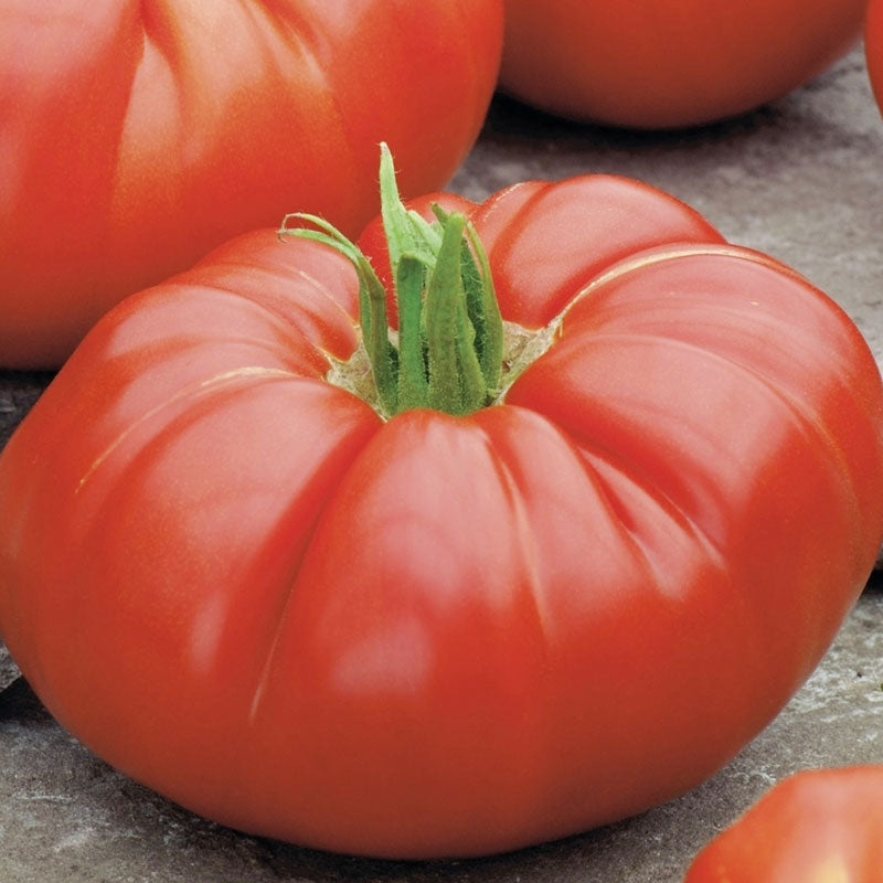 Organic Tomato Seeds - Beefsteak, Vegetable Seeds in Packets & Bulk