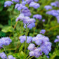 ageratum dondo blue