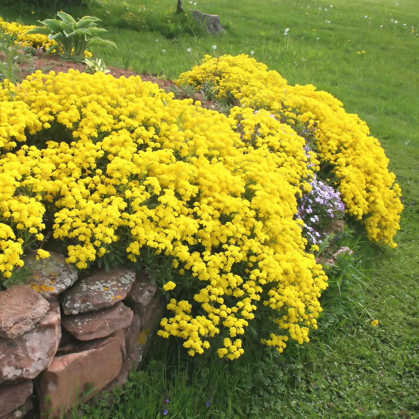 alyssum basket of gold