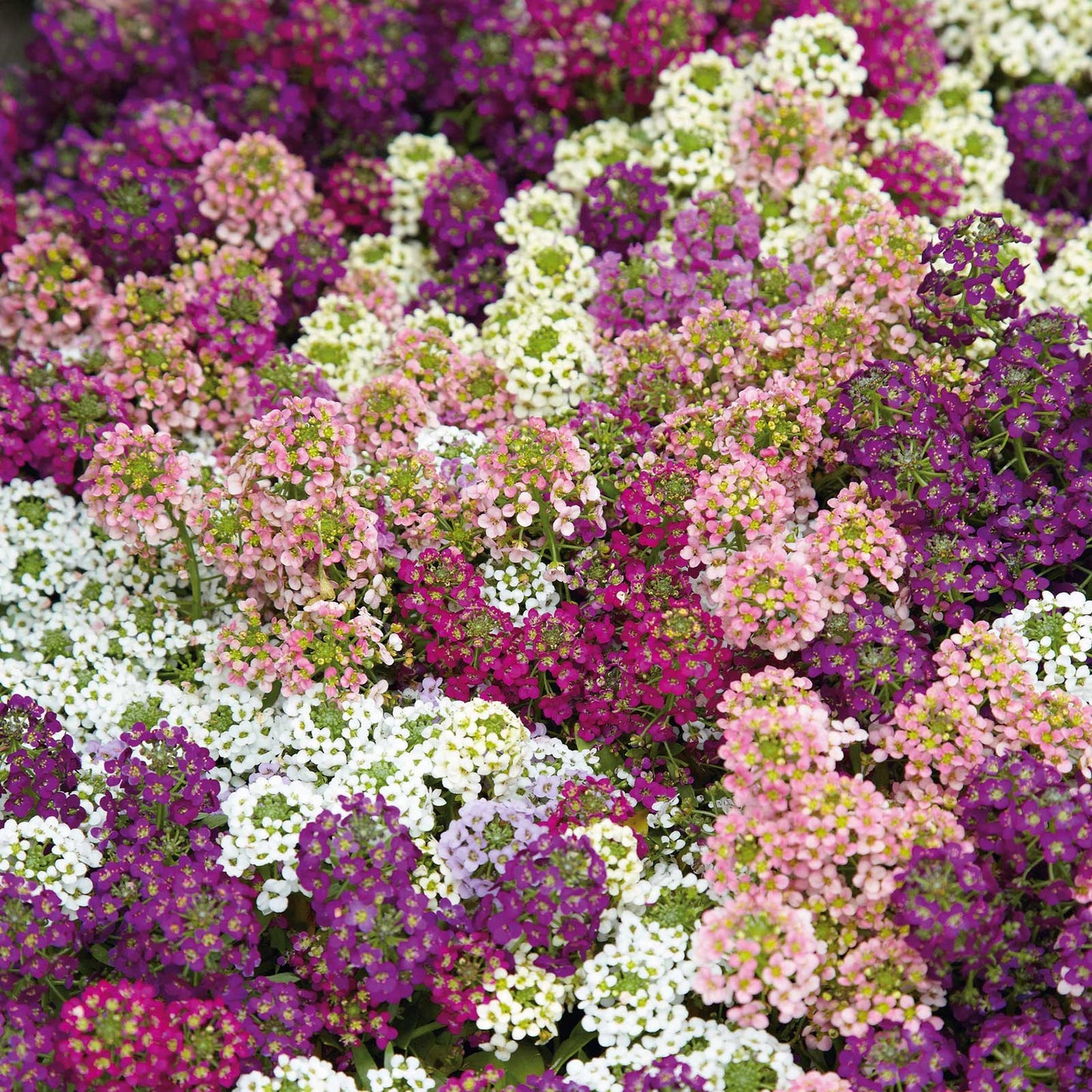 alyssum easter bonnet mix