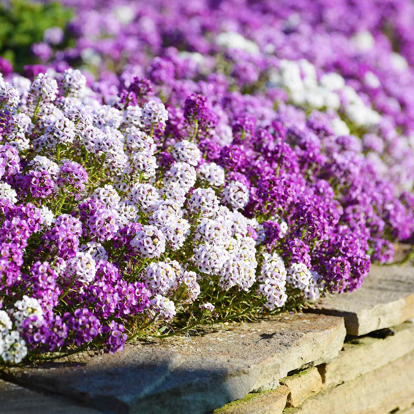 alyssum magic circle mix