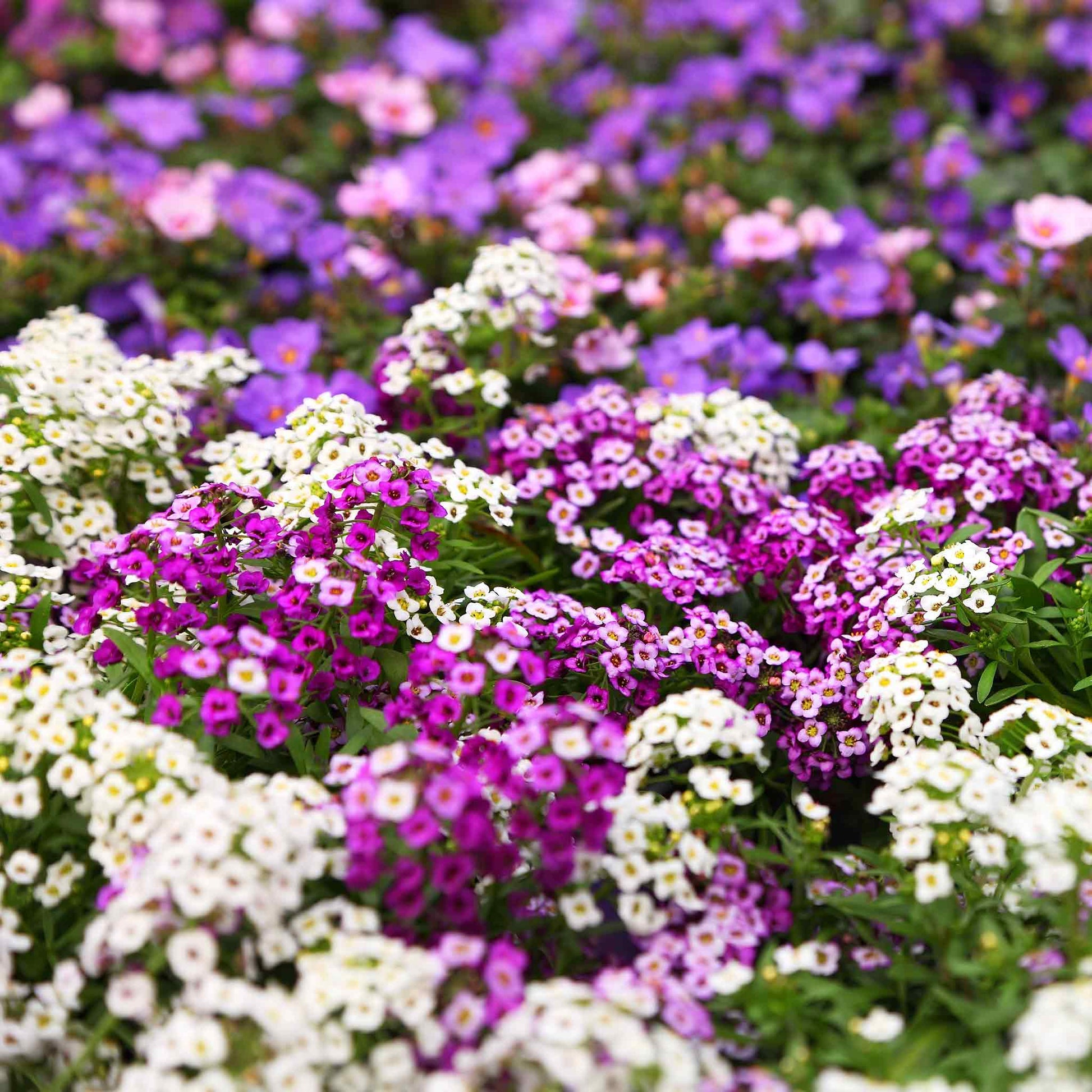 alyssum magic circle mix