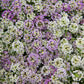 alyssum magic circle mix