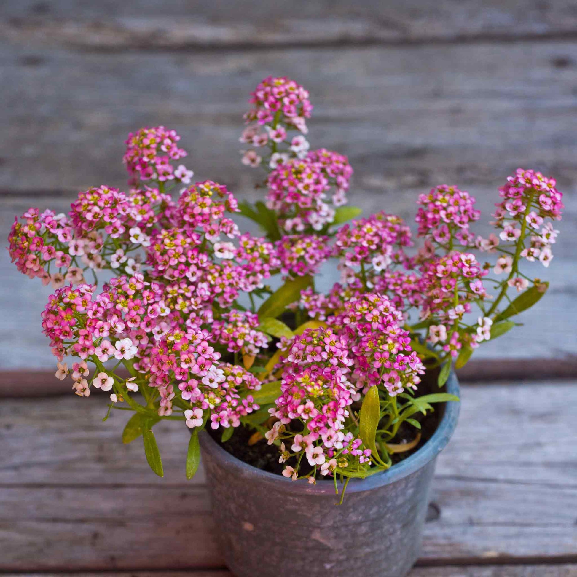 Rosie O'Day Alyssum