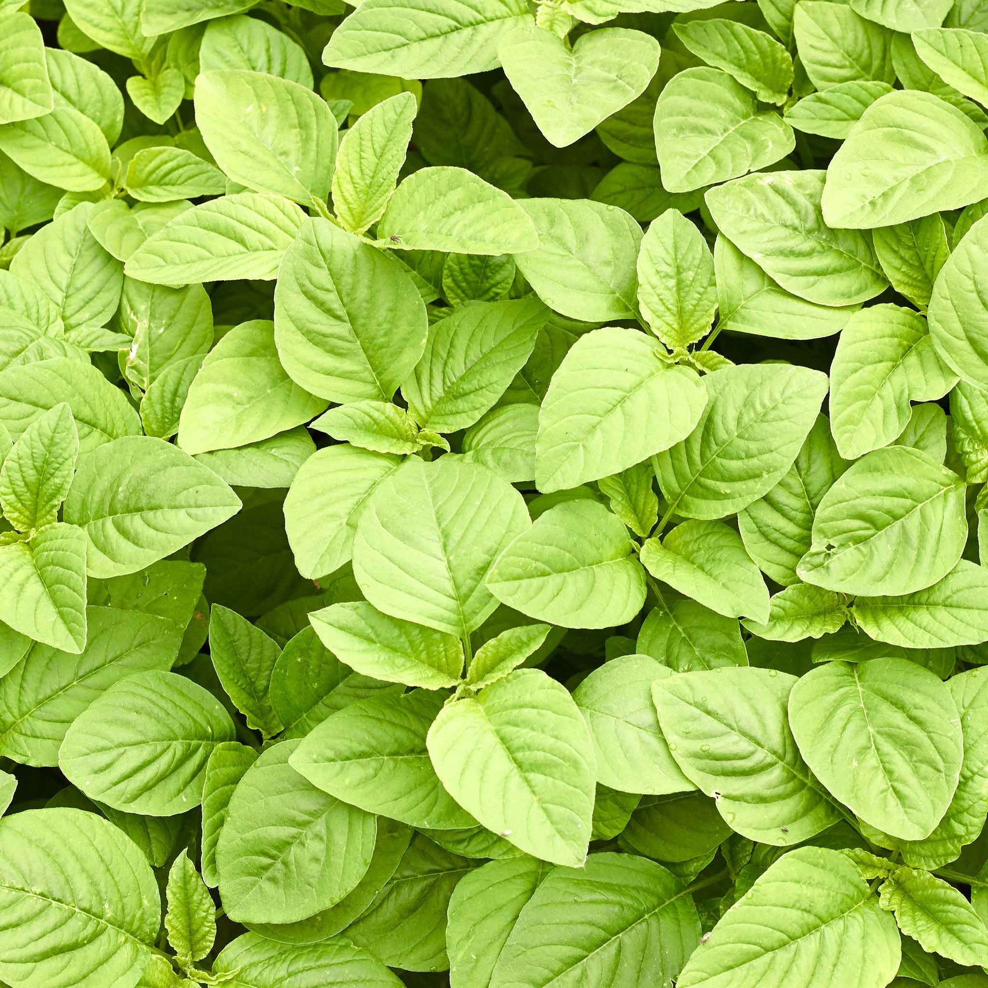 amaranth green callaloo