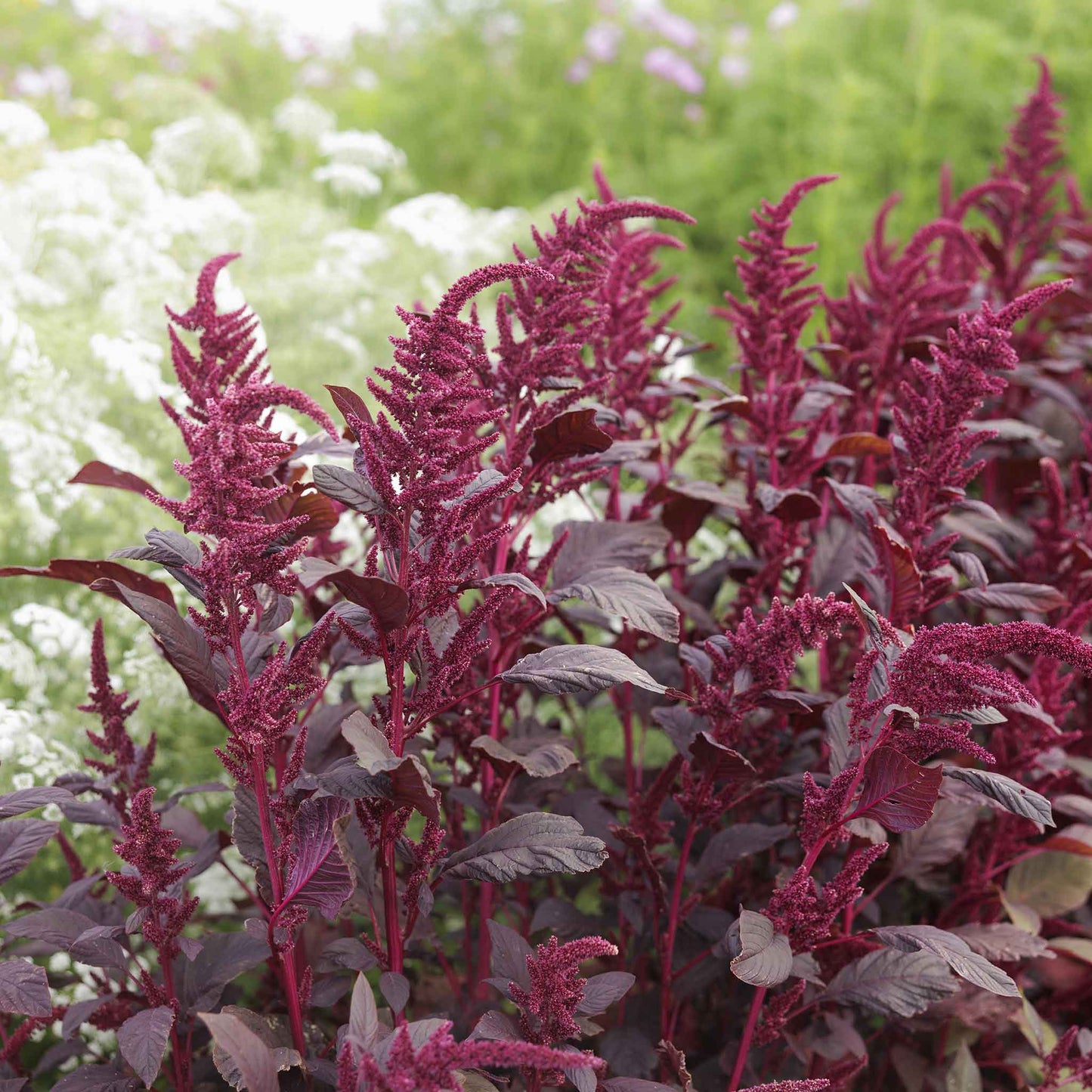 amaranth red garnet