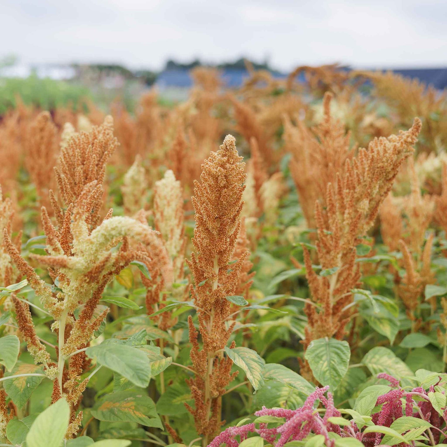 amaranthus autumn touch