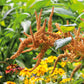 amaranthus hot biscuits