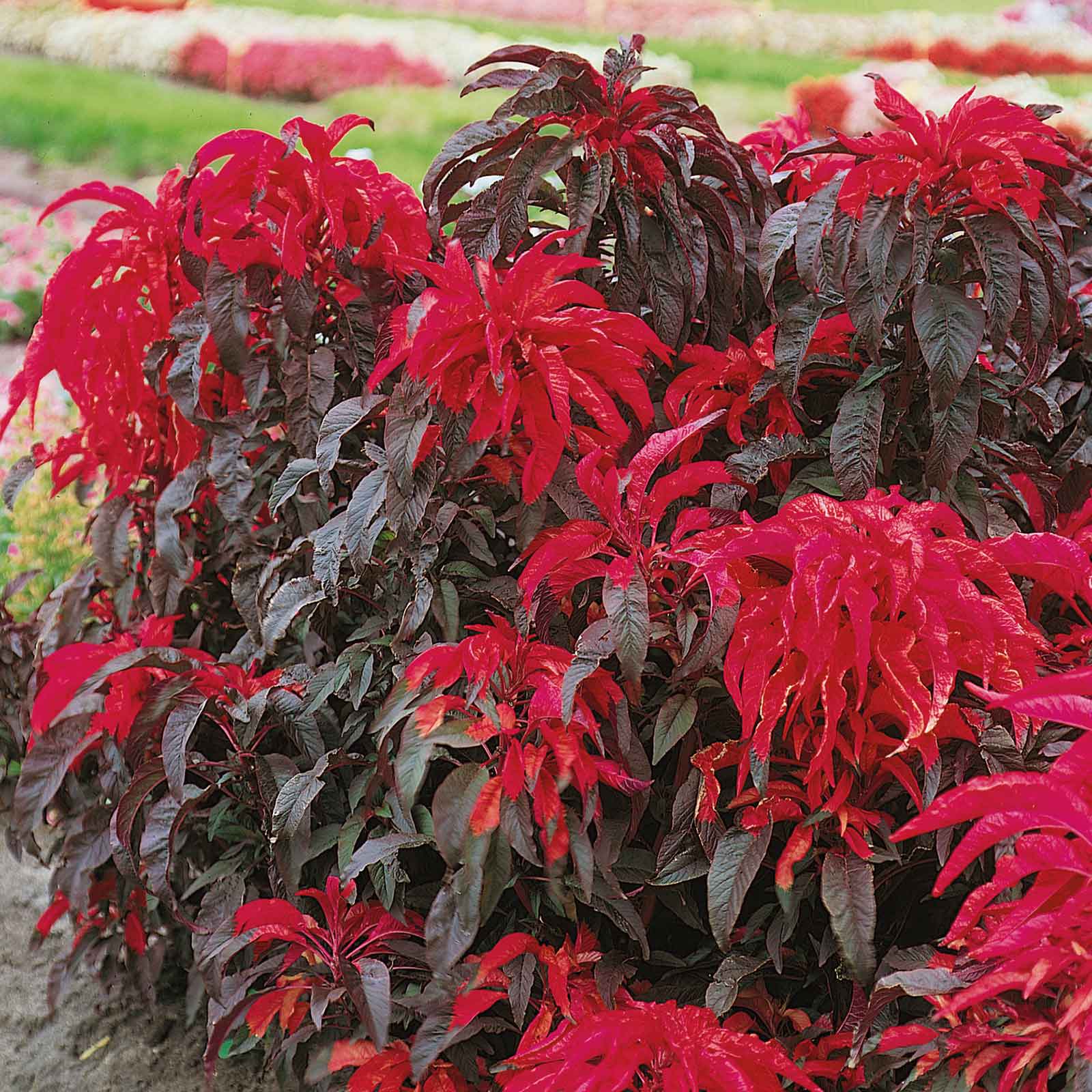 amaranth josephs coat early splendor