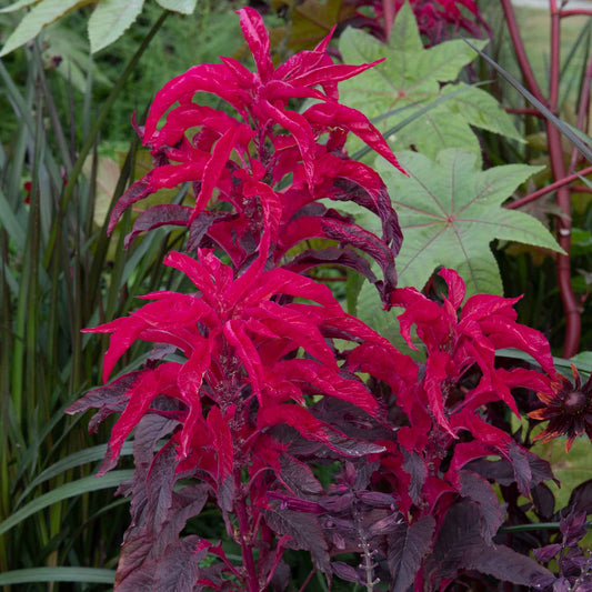 amaranthus molten fire