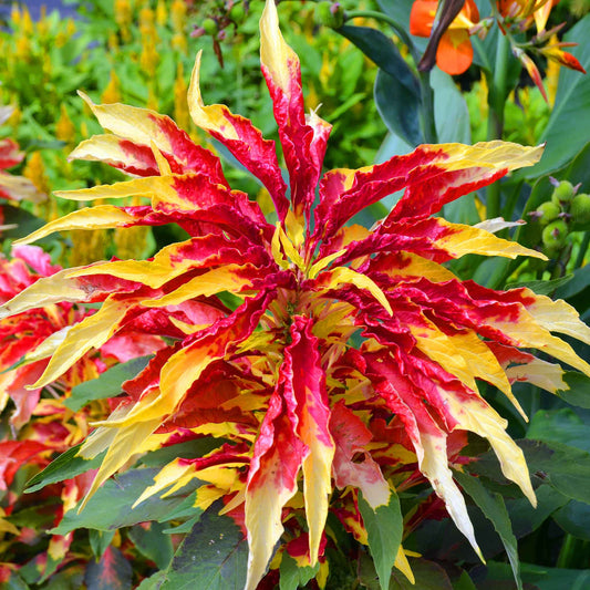 amaranthus perfecta