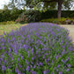 angelonia serena blue