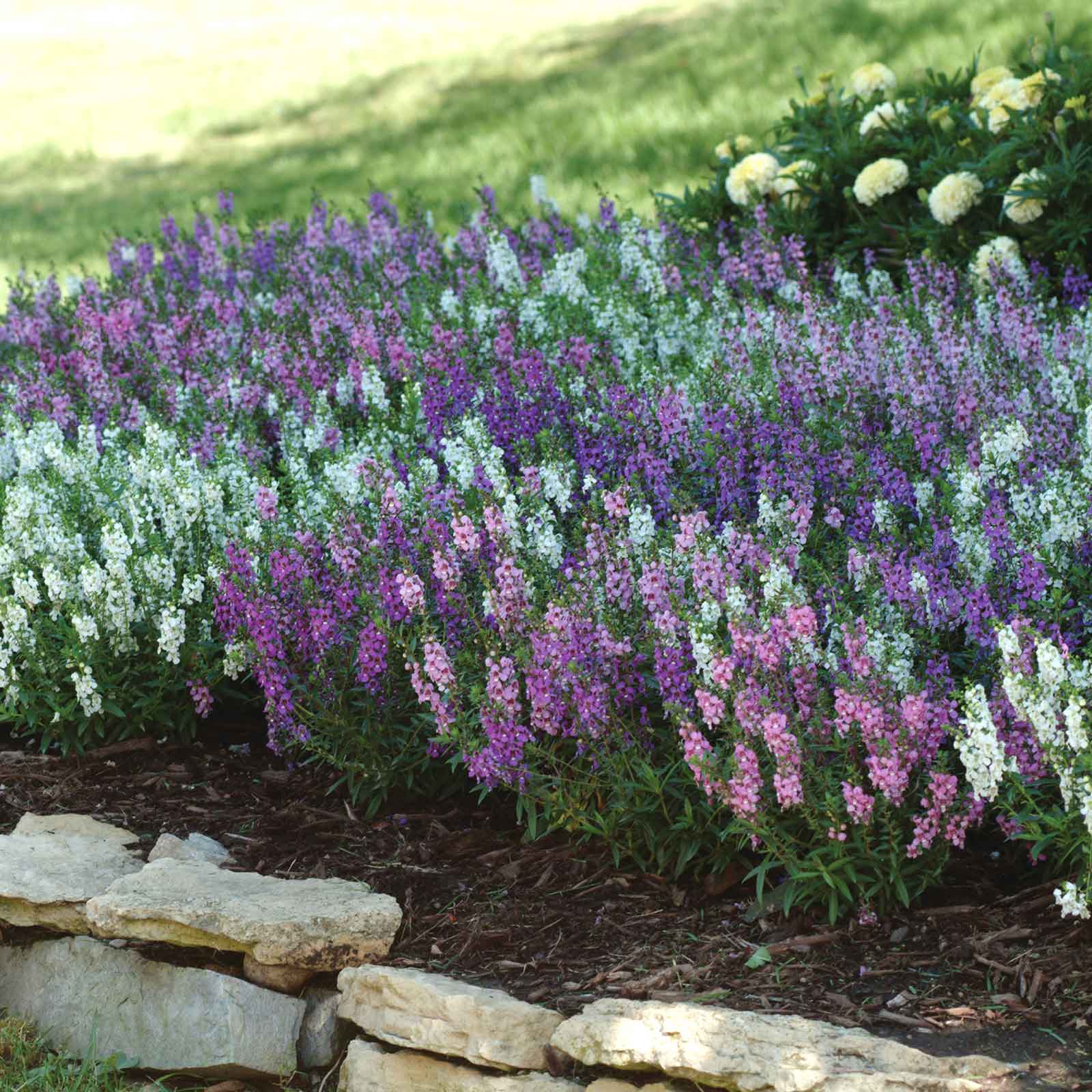 angelonia serena mix