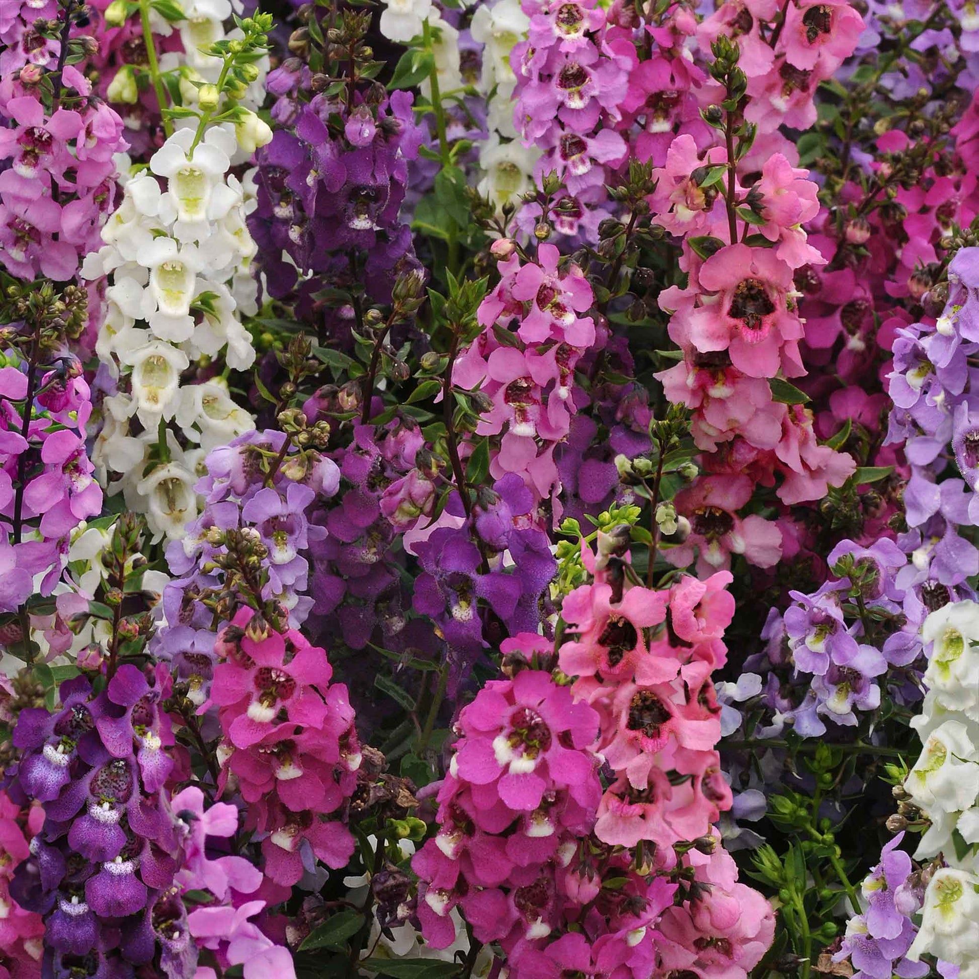 angelonia serena mix