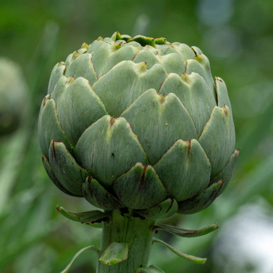 artichoke green globe