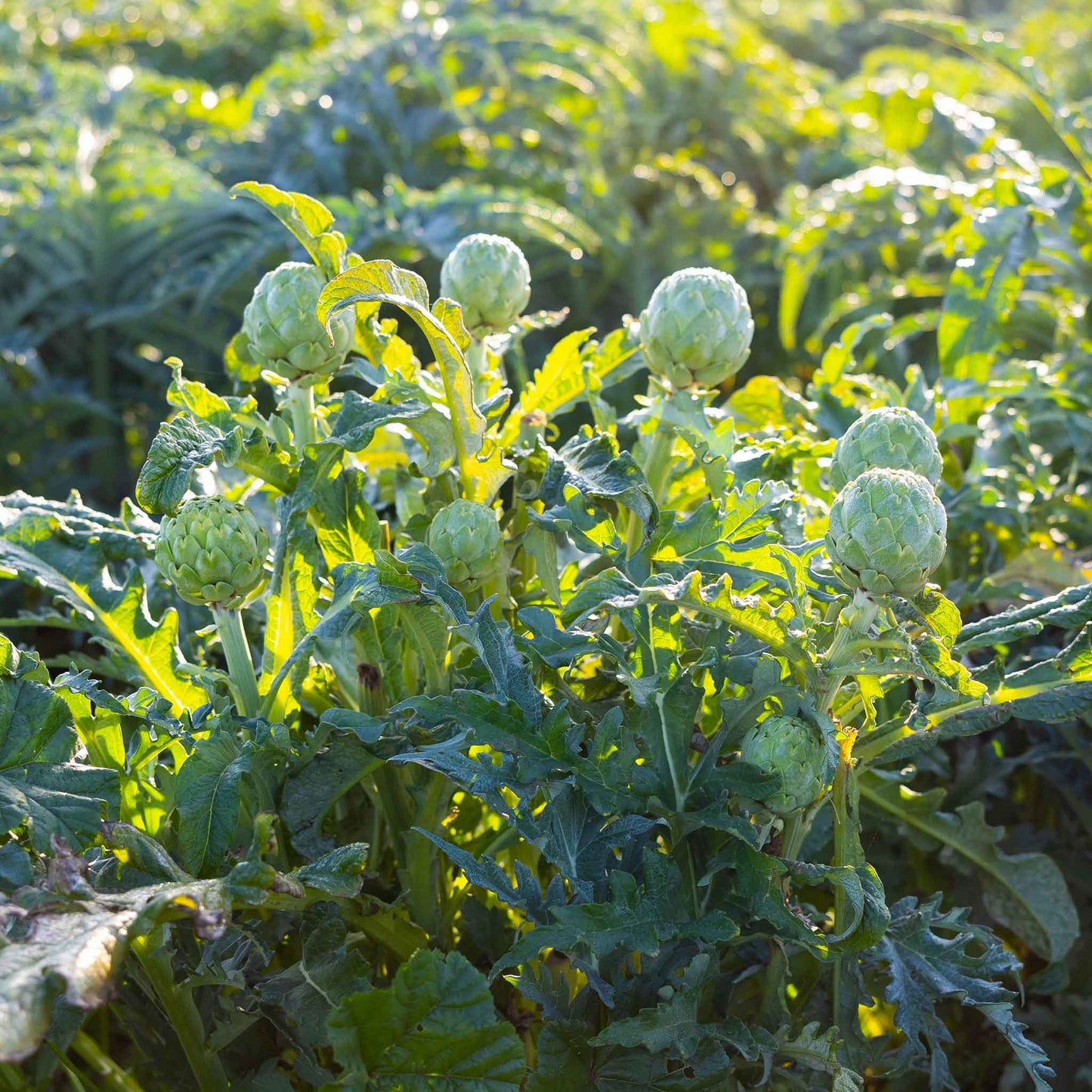 artichoke green globe