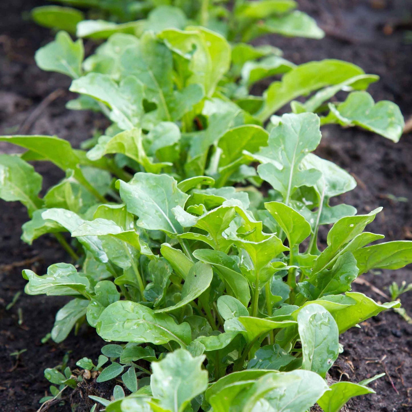 arugula rocket