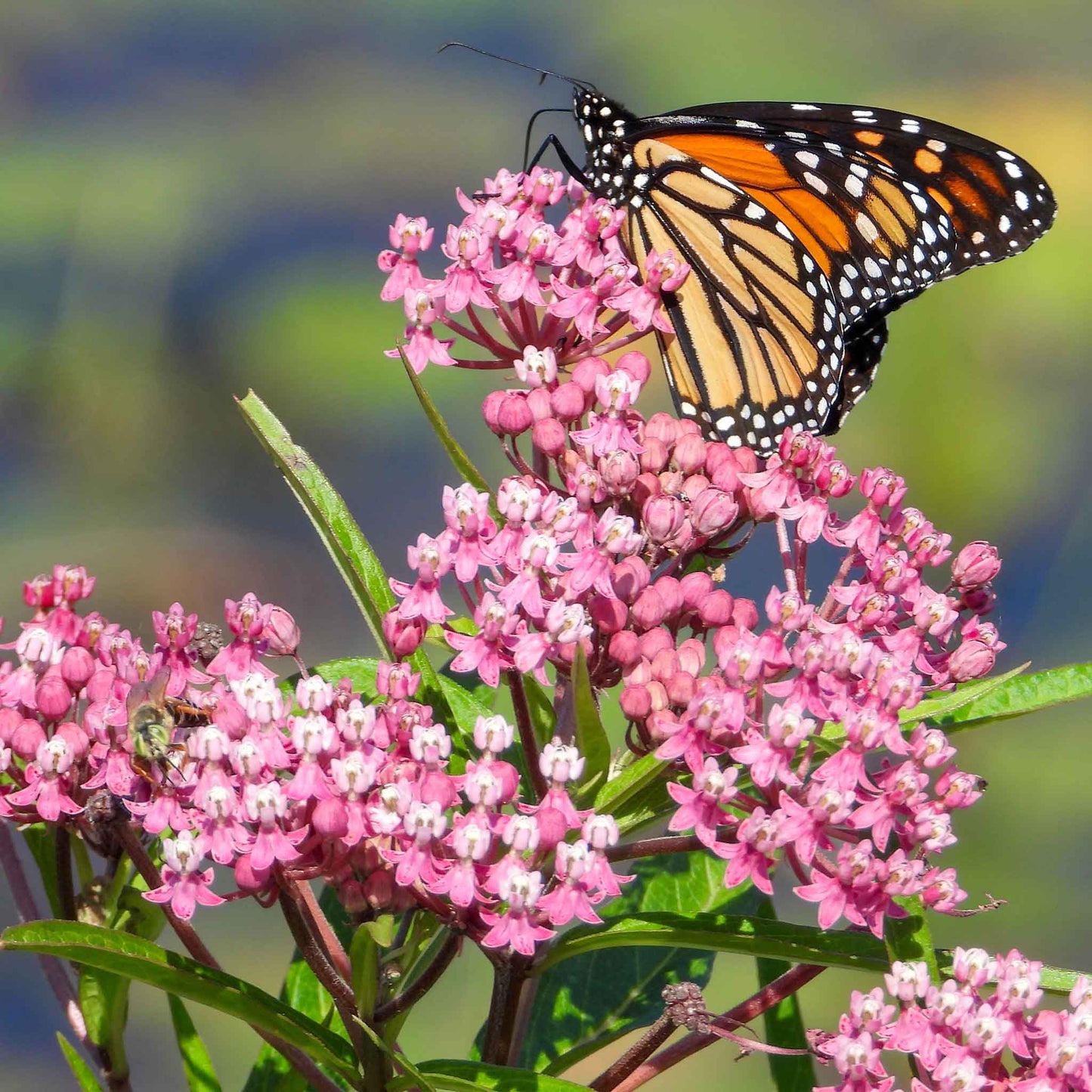 asclepias swamp milkweed carmine