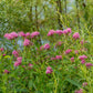 asclepias swamp milkweed carmine