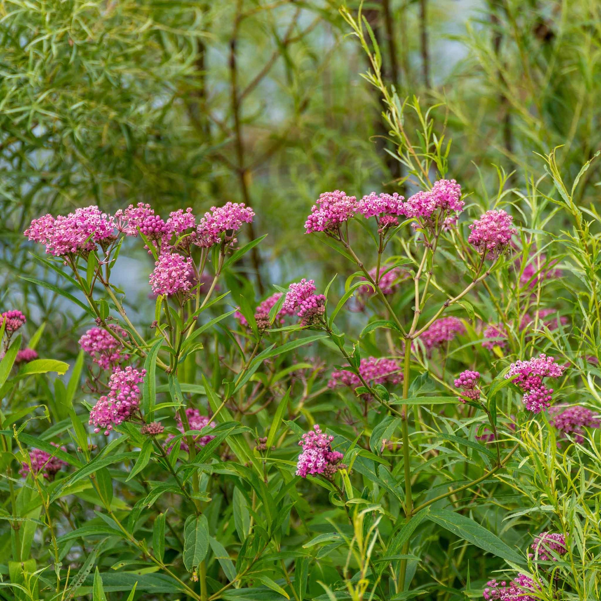 asclepias swamp milkweed carmine