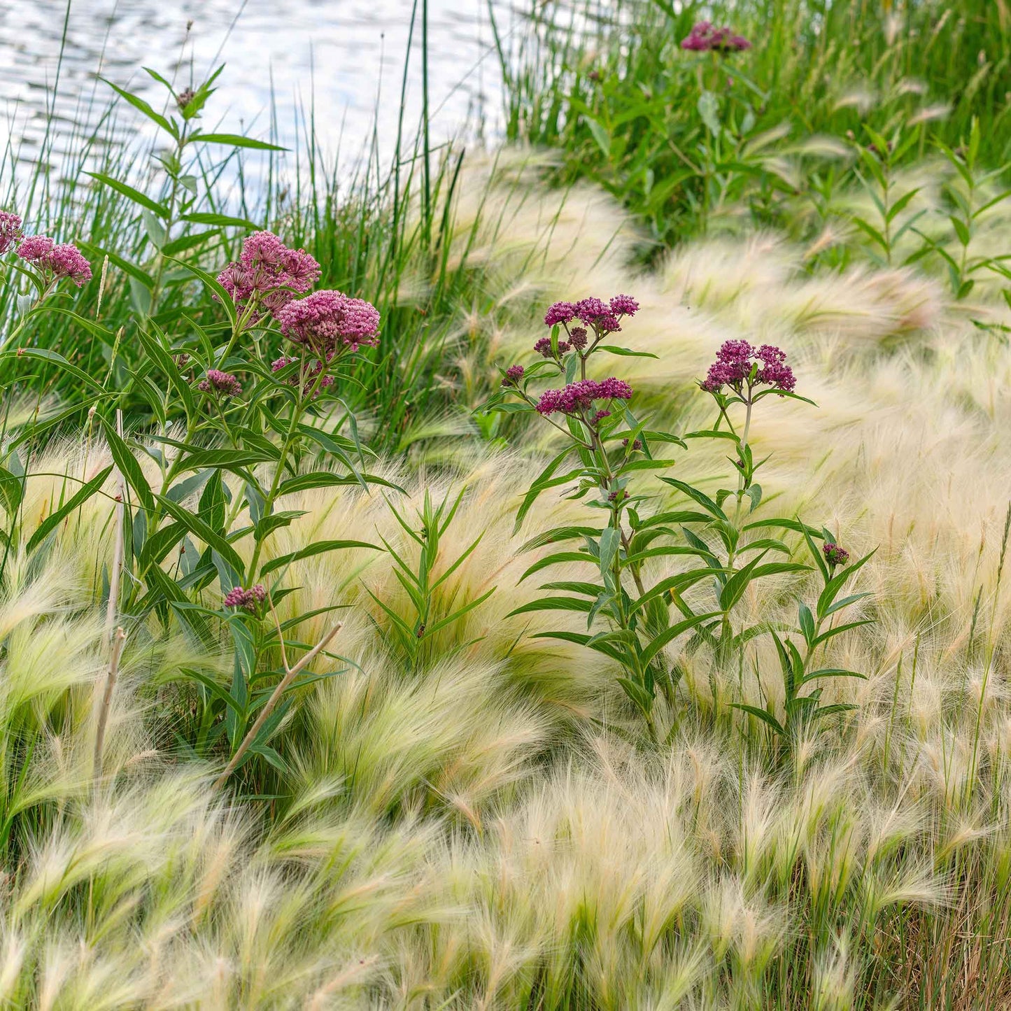 asclepias swamp milkweed carmine