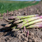 asparagus uc 157