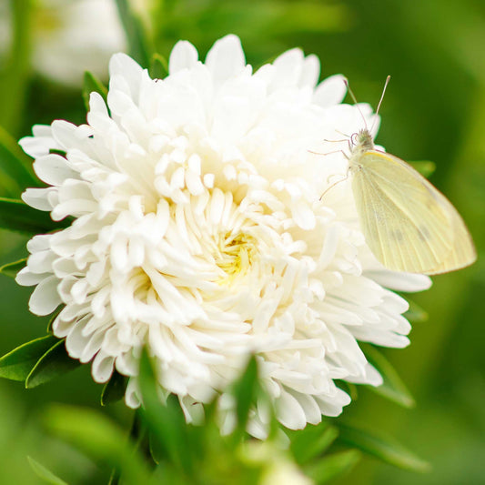 aster duchess white