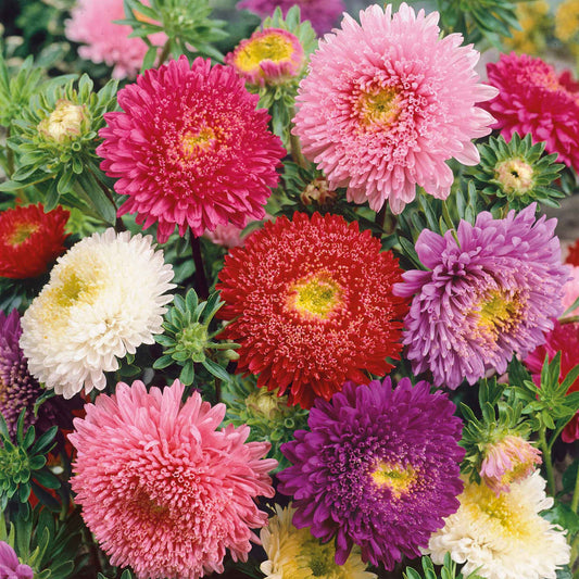 aster powderpuff mix