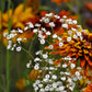 babys breath perennial