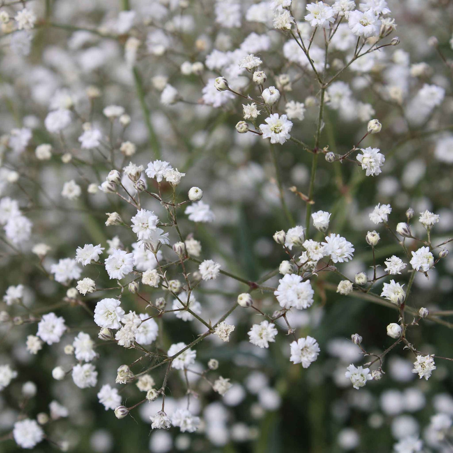 babys breath perennial