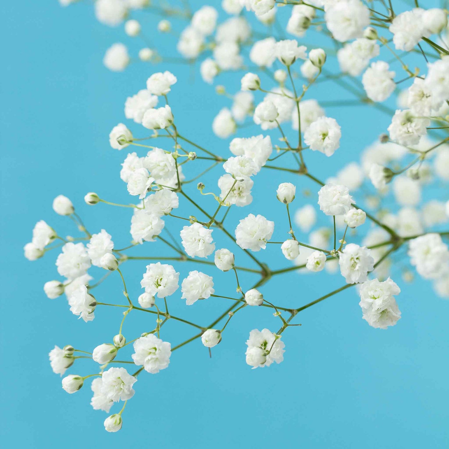 babys breath snowflake