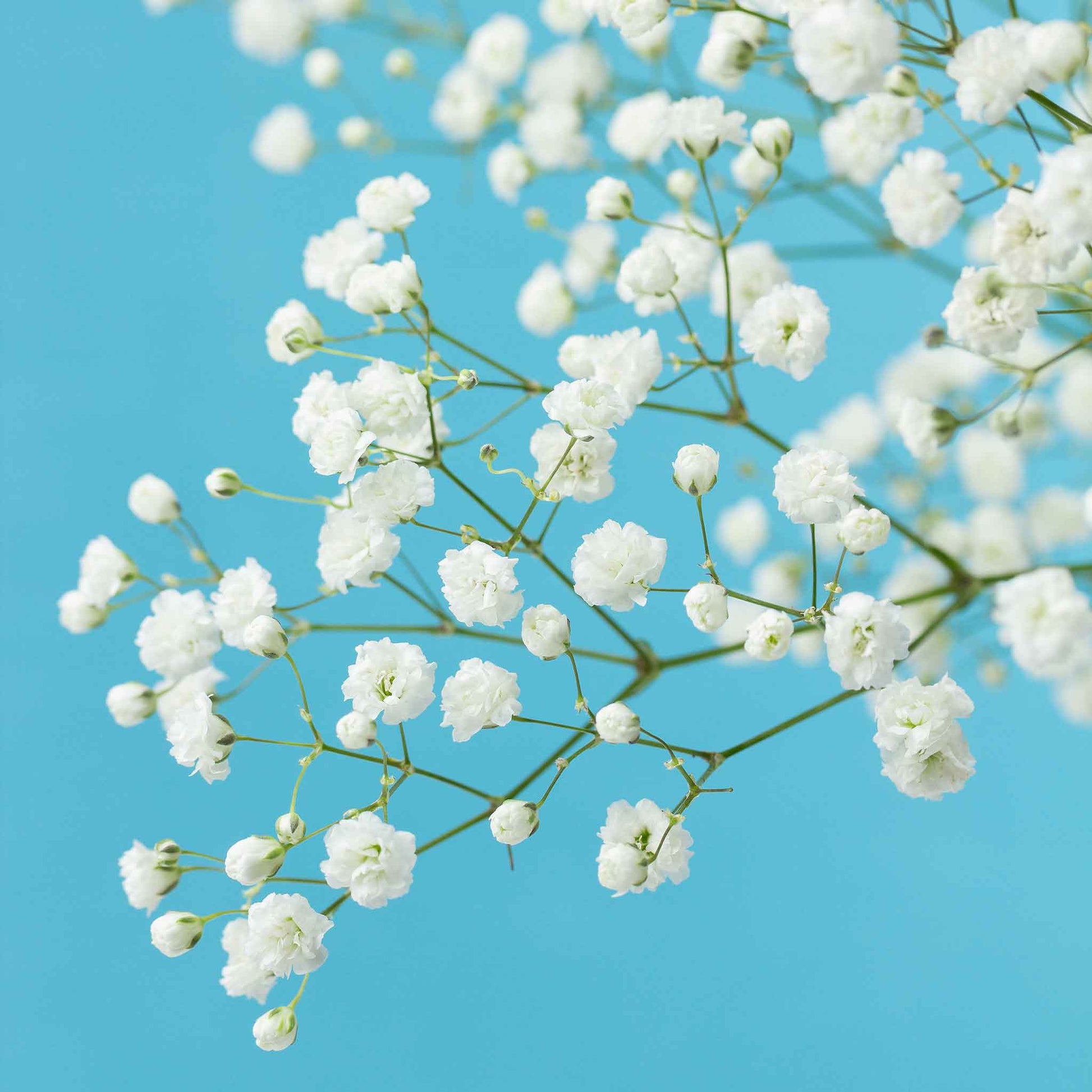 babys breath snowflake