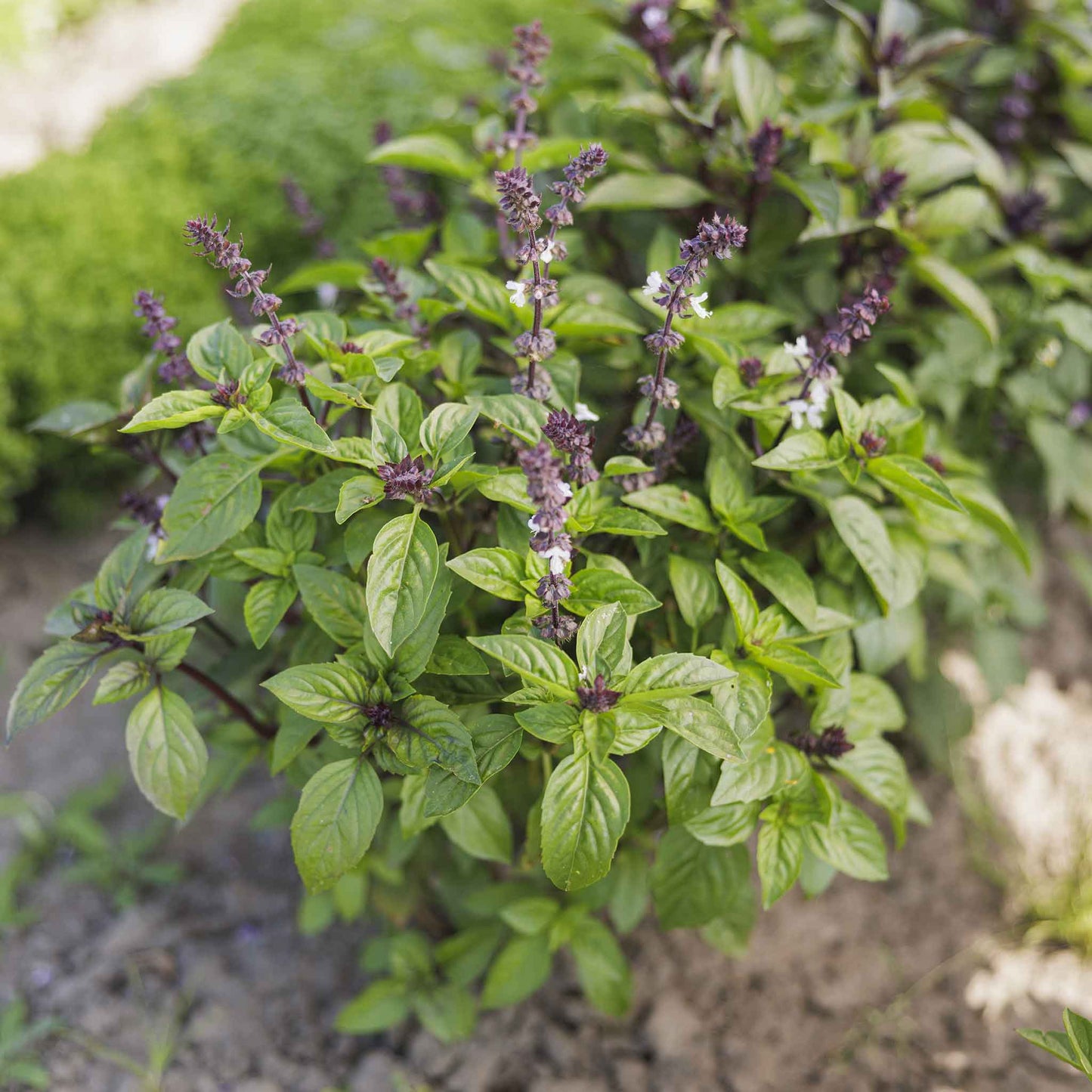 basil cinnamon