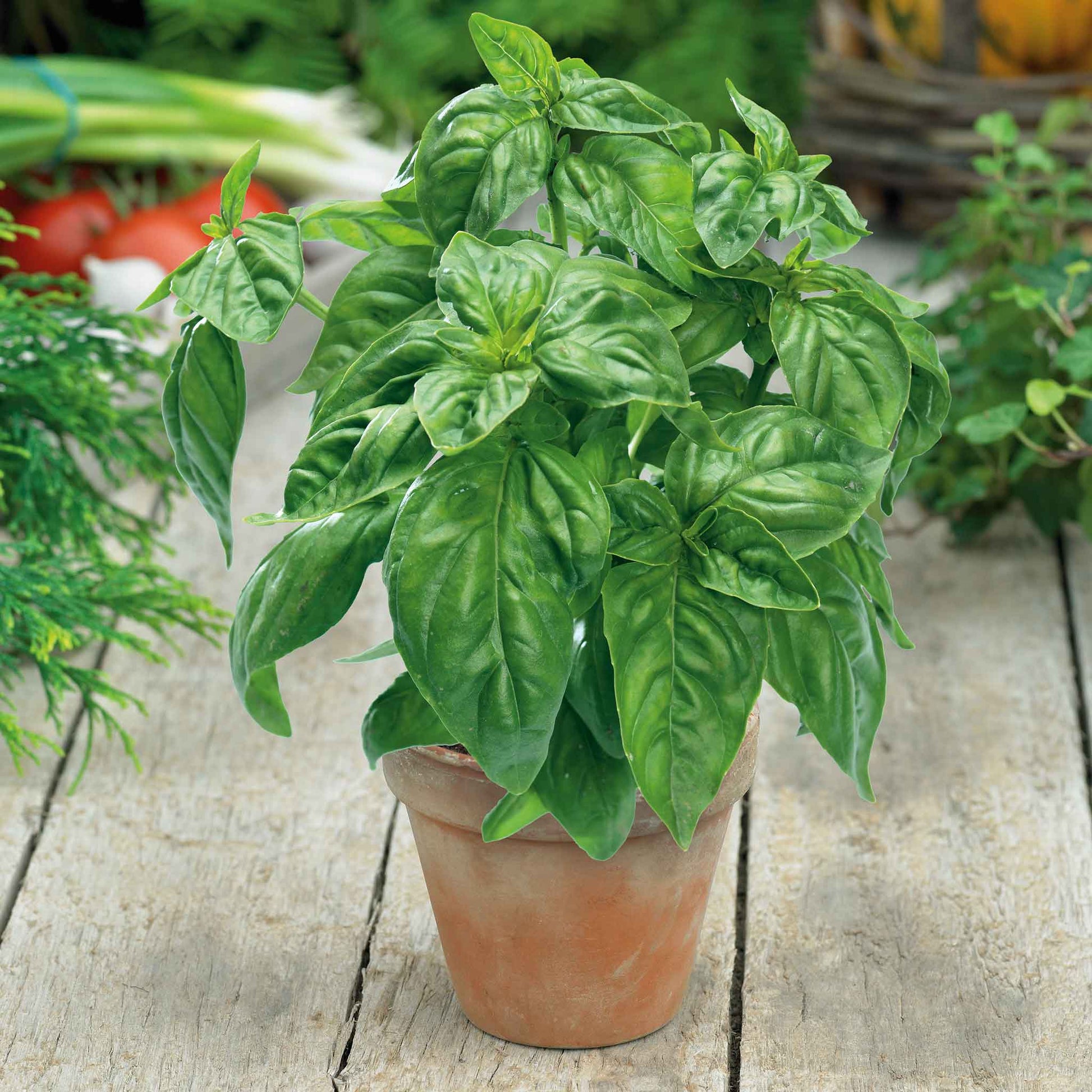 basil large sweet for pots