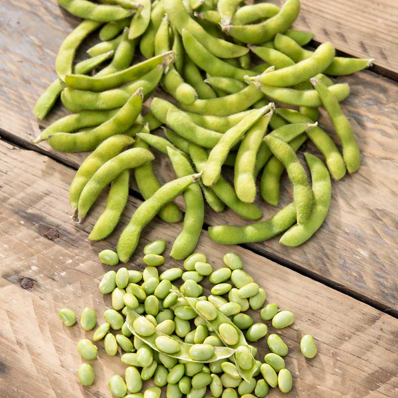 bean edamame | copyright: Floramedia UK Ltd