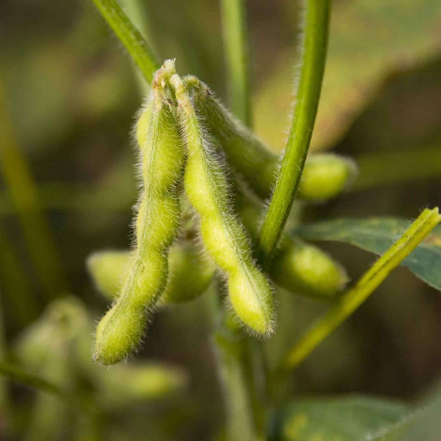 beans edamame