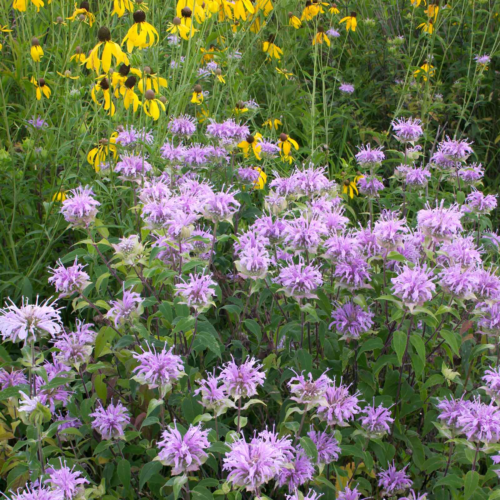 bee balm