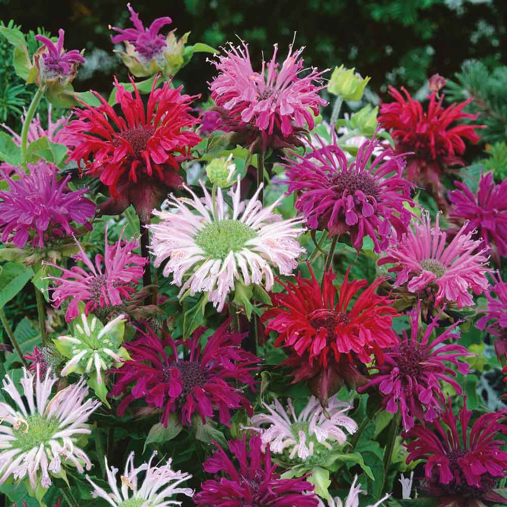 bee balm mix