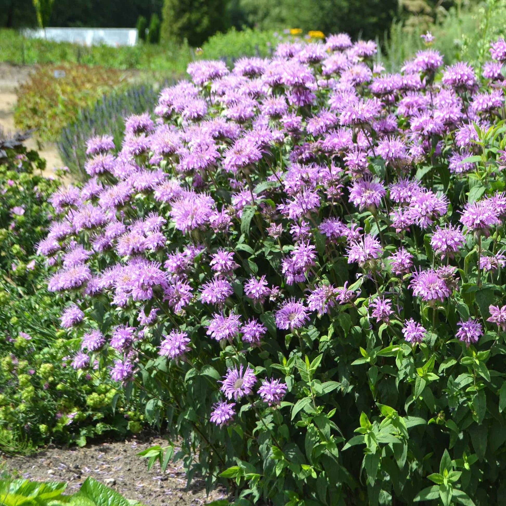 bee balm