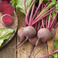 beet detroit dark red | copyright: Floramedia UK Ltd