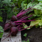 beet detroit dark red